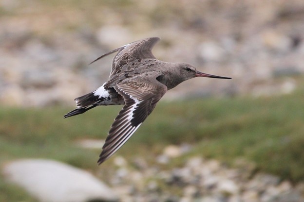 A Hudsonian Godwit in flight