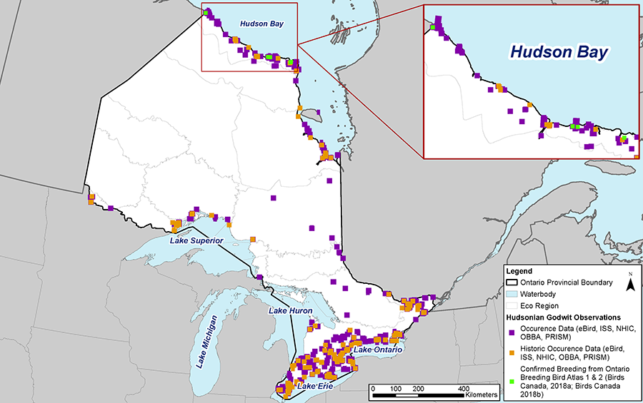 A map of Ontario showing the locations of recent and historical observations of Hudsonian Godwit in Ontario, including locations with confirmed breeding