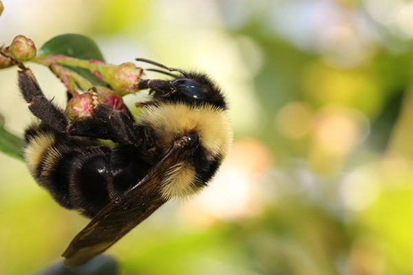 Female Suckley's Cuckoo Bumble Bee foraging