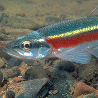 Small fish with a red stripe along the front half of the body and a bright yellow stripe above that extends almost to the tail fin.