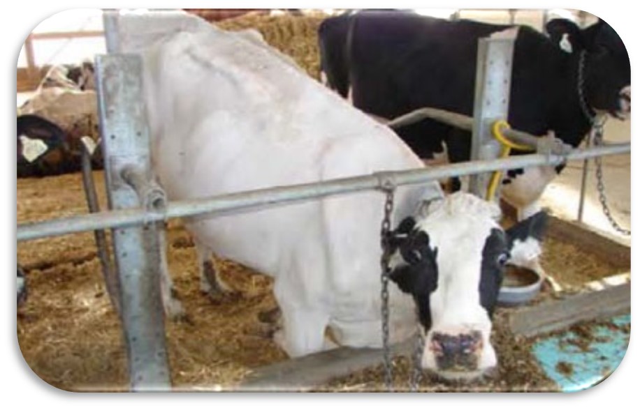 Positive pressure air tube ventilation for calf housing