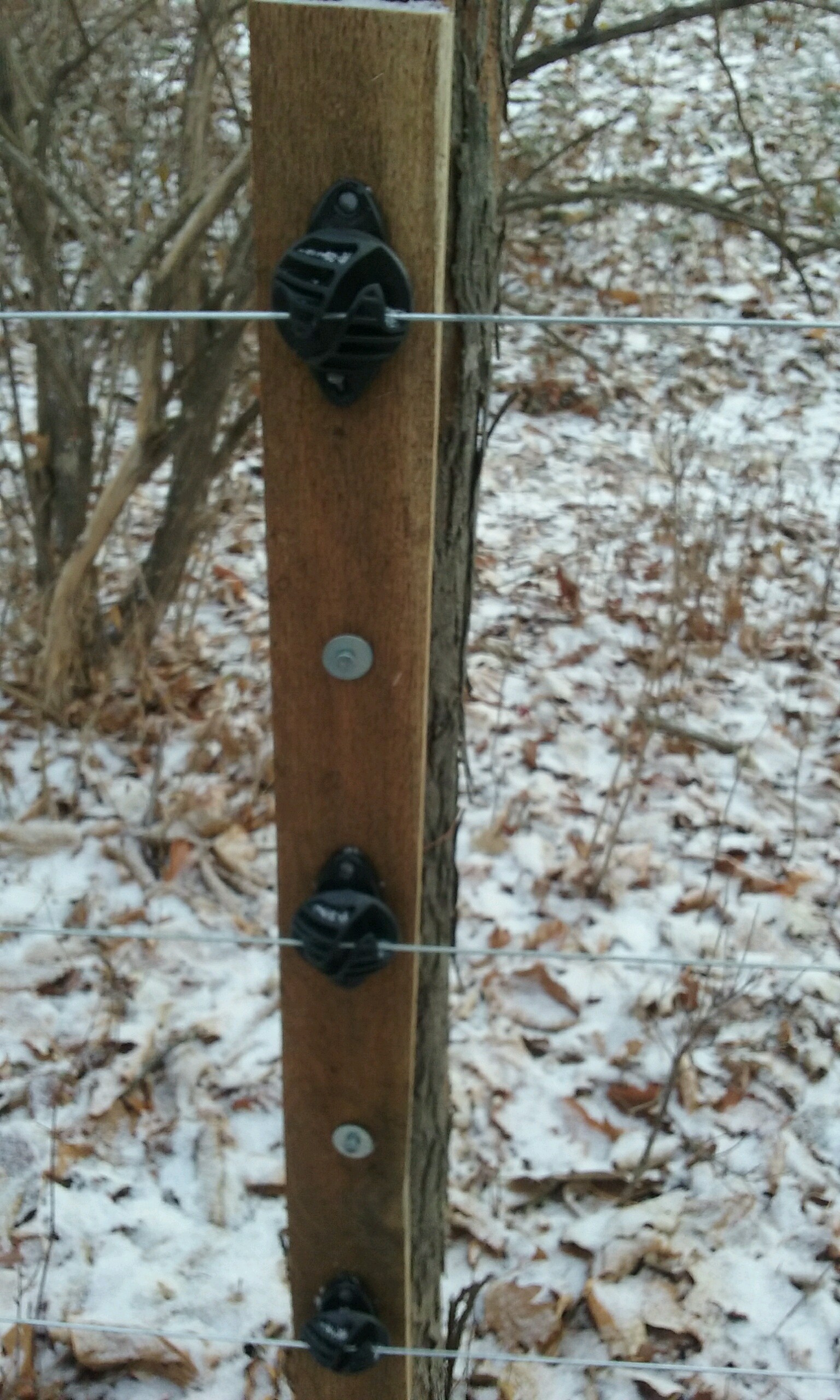 Un arbre auquel un morceau de bois et des isolateurs de clôture électrique sont attachés et où un fil électrique est fixé au morceau de bois.