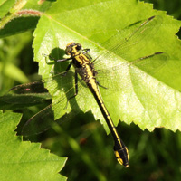 A photograph of Skillet Clubtail
