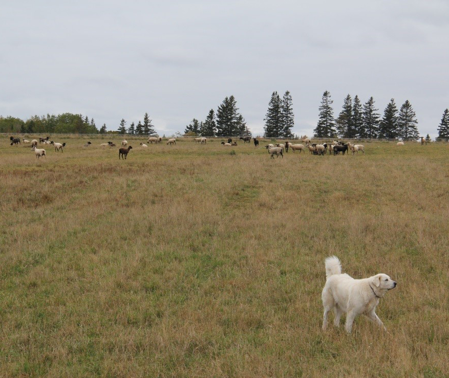 Livestock guardian dog with a flock of sheep on pasture.