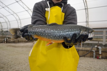 Mature Arctic Char being held by a person.