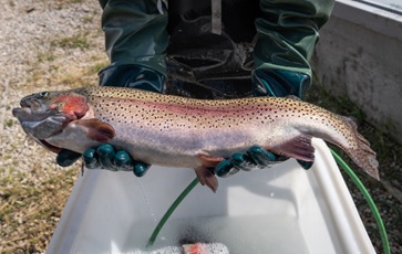 Mature rainbow trout