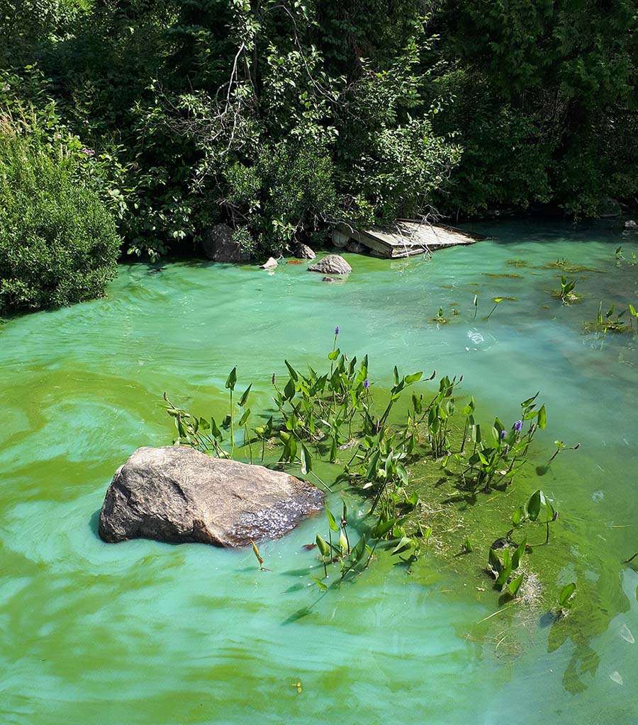 Blue-green algal bloom
