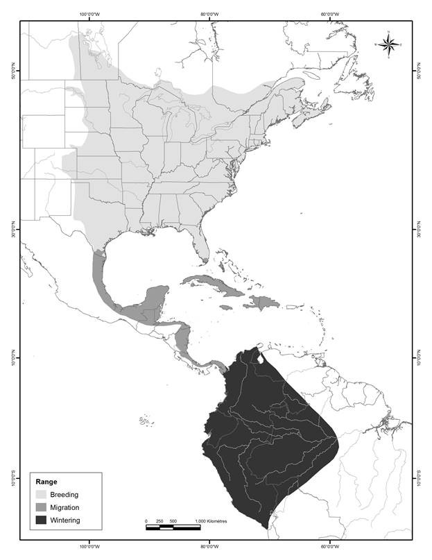 Figure 1: Global distribution of the Chimney Swift