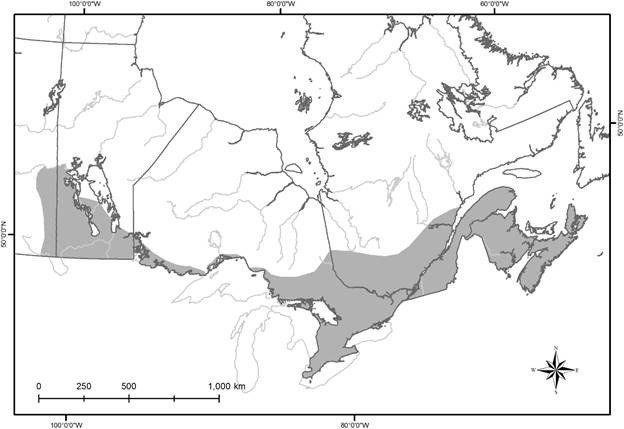 Figure 2: Breeding range of the Chimney Swift in Canada 
