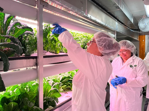 Kylee Tarbell and Rhonda Adams with the Mohawk Council of Akwesasne are harvesting basil inside a vertical farm at Growcer's Rootcamp. This photo was provided by the Growcer.