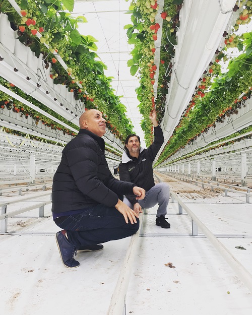 Mucci Farms: Gianni Mucci, Vice President of Operations and Danny Mucci, Manager Partner looking at Ontario greenhouse strawberries grown vertically in their greenhouse facility in Kingsville, Ontario. This photo was provided by Mucci Farms.