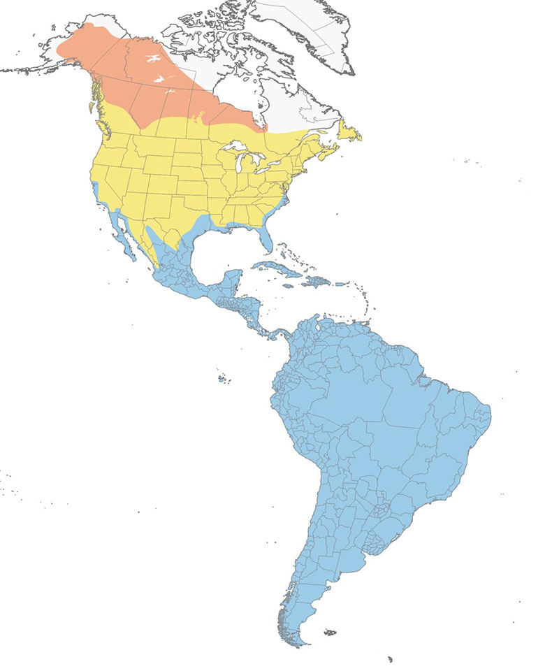 Global distribution of Lesser Yellowlegs