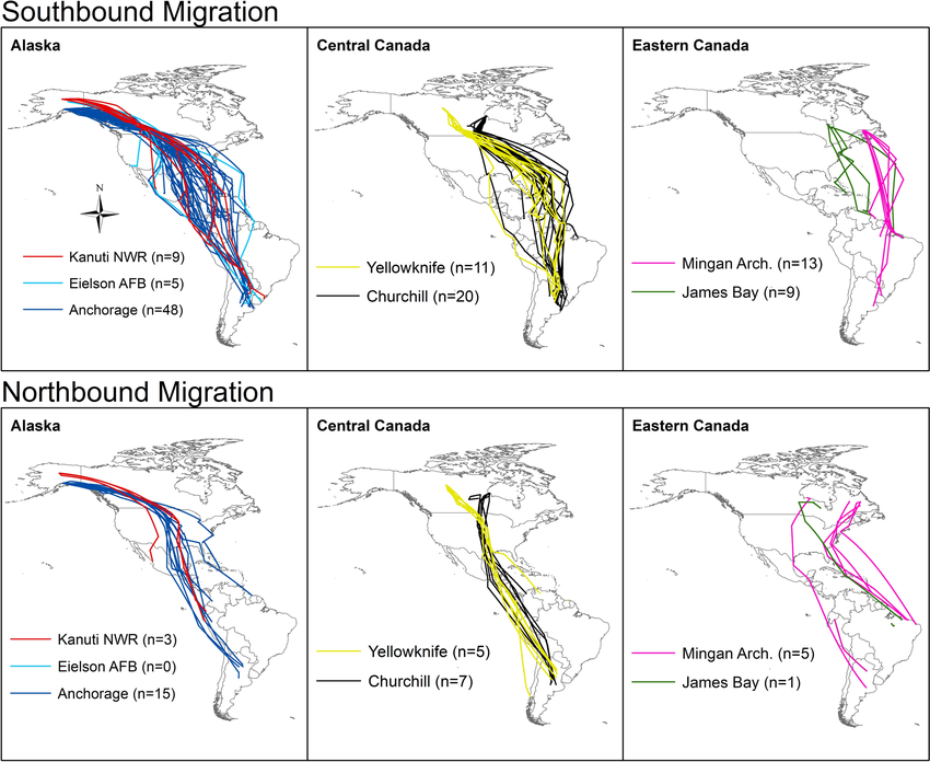 Migration routes of Lesser Yellowlegs from seven sites in North America