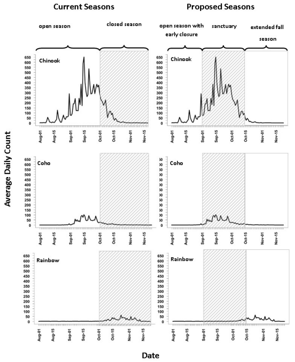 Figure 1 shows 7 years of fish passage data collected at the Corbett’s Dam fishway from 2017 to 2023. Six graphs show the run timing of Chinook salmon, Coho salmon and Rainbow Trout for the current and proposed recreational fishing seasons. The graphs show that both Chinook and coho salmon’s peak migration occur in September during the current open season. By implementing the proposed sanctuary from September 1 to October 14, peak migration times are protected. The graphs also show that the timing of the proposed extended fall season corresponds with the timing of the rainbow trout fall migration period from mid-October through November.