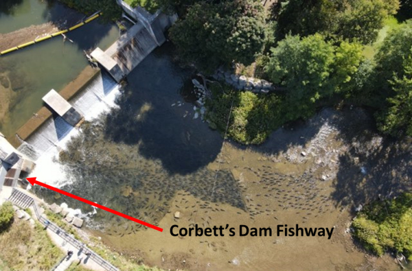 Corbett's dam and fishway