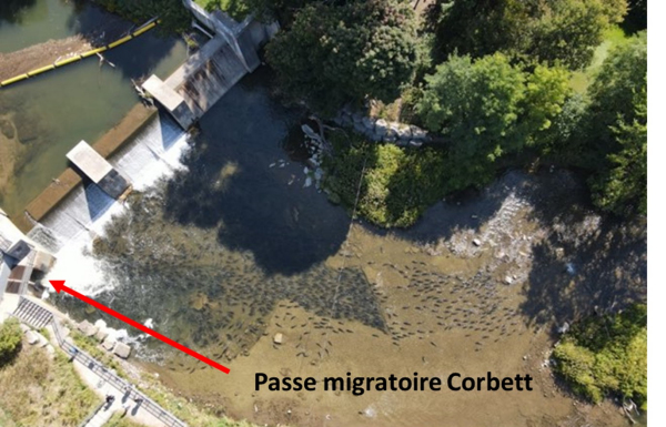 Saumon quinnat s’entassant sous le barrage et la passe migratoire de Corbett. La passe migratoire est située à gauche de l’image. La migration du saumon est retardée au barrage. Des milliers de poissons s’entassent jusqu’à ce qu’ils apprennent à trouver l’entrée de la passe.