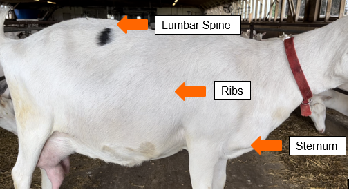 The side of a dairy goat with arrows pointing to the lumbar spine, ribs, and sternum.