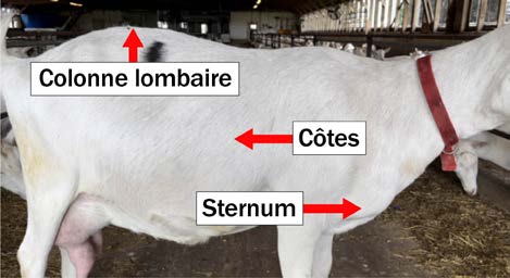 Le flanc d’une chèvre laitière, avec des flèches indiquant la colonne lombaire, les côtes et le sternum.
