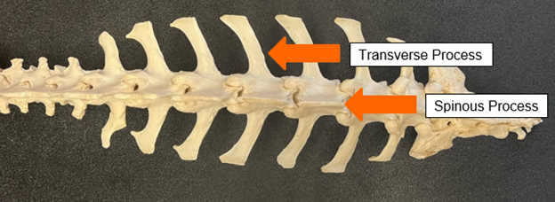 The spine of a goat with arrows pointing to the transverse process and the spinous process.