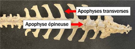 La colonne vertébrale d’une chèvre avec des flèches indiquant les apophyses transverses et l’apophyse épineuse.