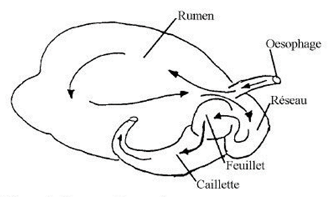 Estomac des ruminants et mouvement du bol alimentaire.