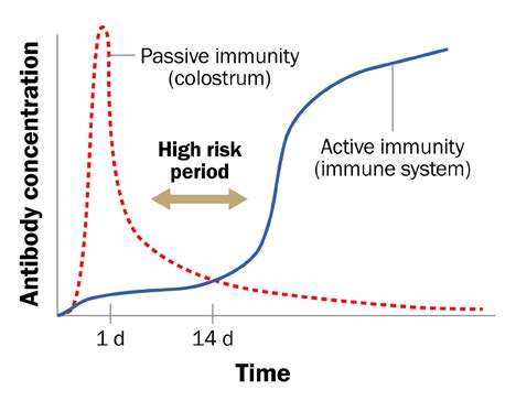 A line graph showing a calf’s antibody concentration throughout time.