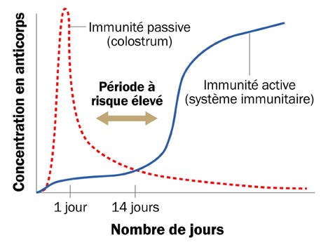 Graphique linéaire montrant la concentration en anticorps chez un veau au fil du temps.