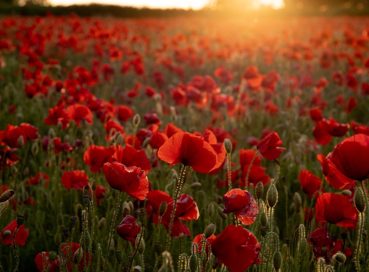 Champ de coquelicots
