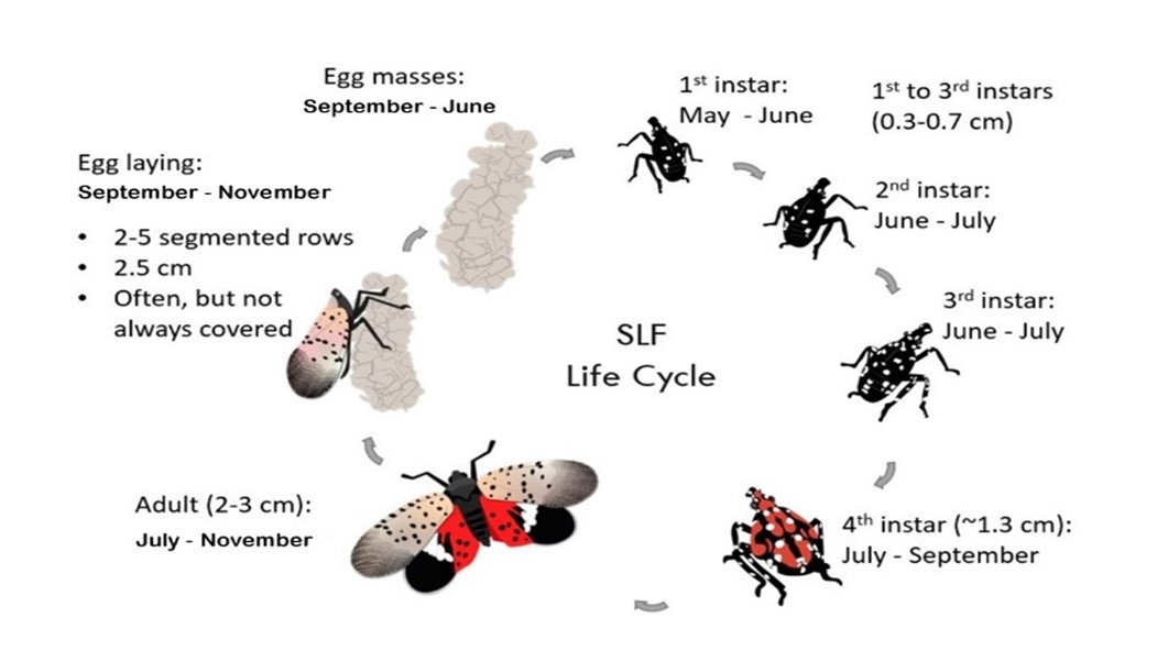 A diagram showing the life cycle of the spotted lanternfly.