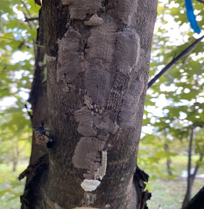 Spotted lanternfly egg masses that were freshly laid and egg masses with holes that were hatched.