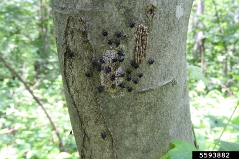 First instar nymphs that were recently hatched on a tree.