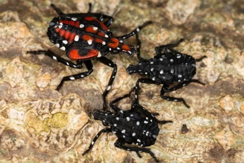 Early and late instar spotted lanternfly nymphs on a tree.