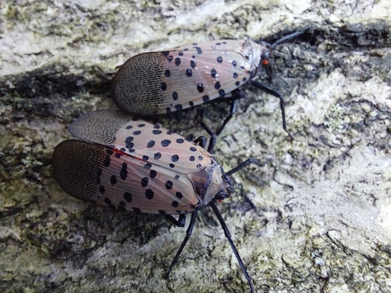 Two adult spotted lanternflies with their wings closed.