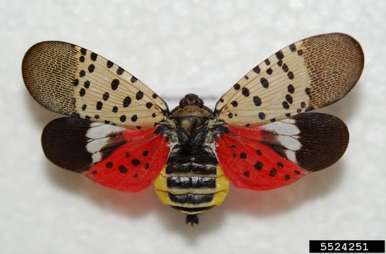 An adult spotted lanternfly with its wings opened.