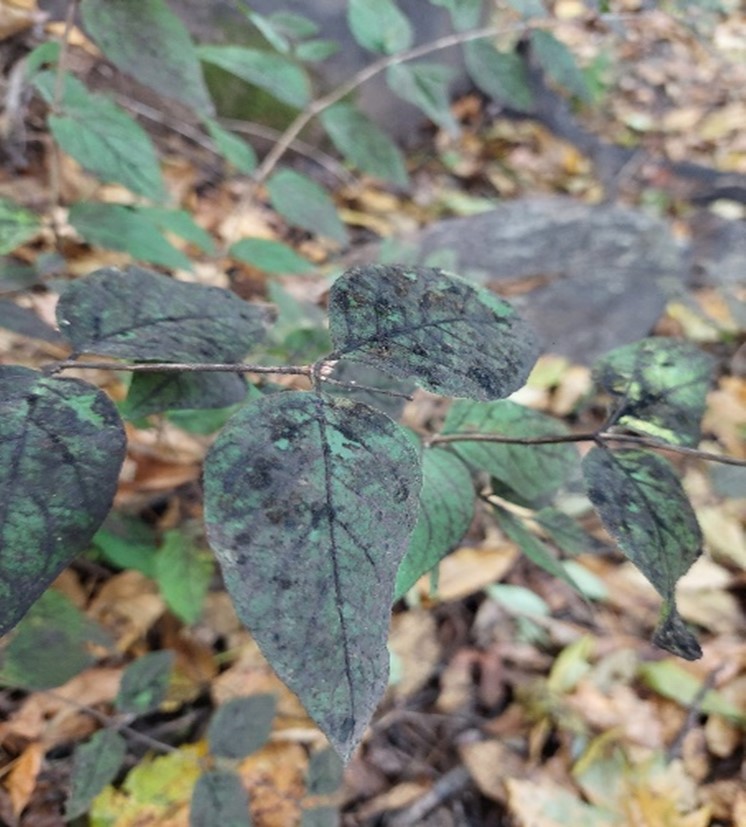 A green understory plant covered with sooty mould.