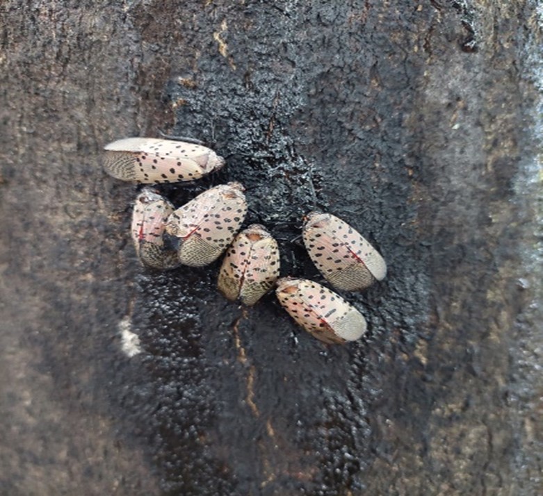 Six spotted lanternflies with their wings closed on a tree that has sap weep trails.