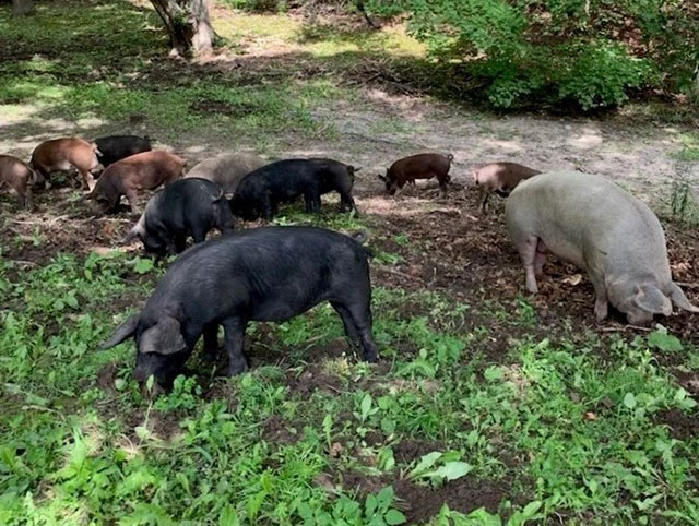 11 wild pigs (boar) with varied colour variations and with domestic pig features on the side of a road – photo taken in southern Ontario.