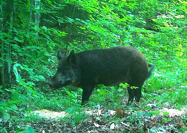 Large invasive wild pig (boar) walking in a forest.