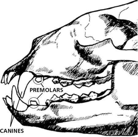 black bear skull showing teeth