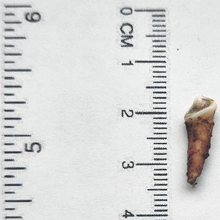 Example of the size of a bear tooth