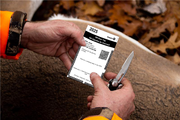 mnr-2025-hunter-with-deer-tag-en-600x400-2025-01-15.png Hunter with deer tag and deer