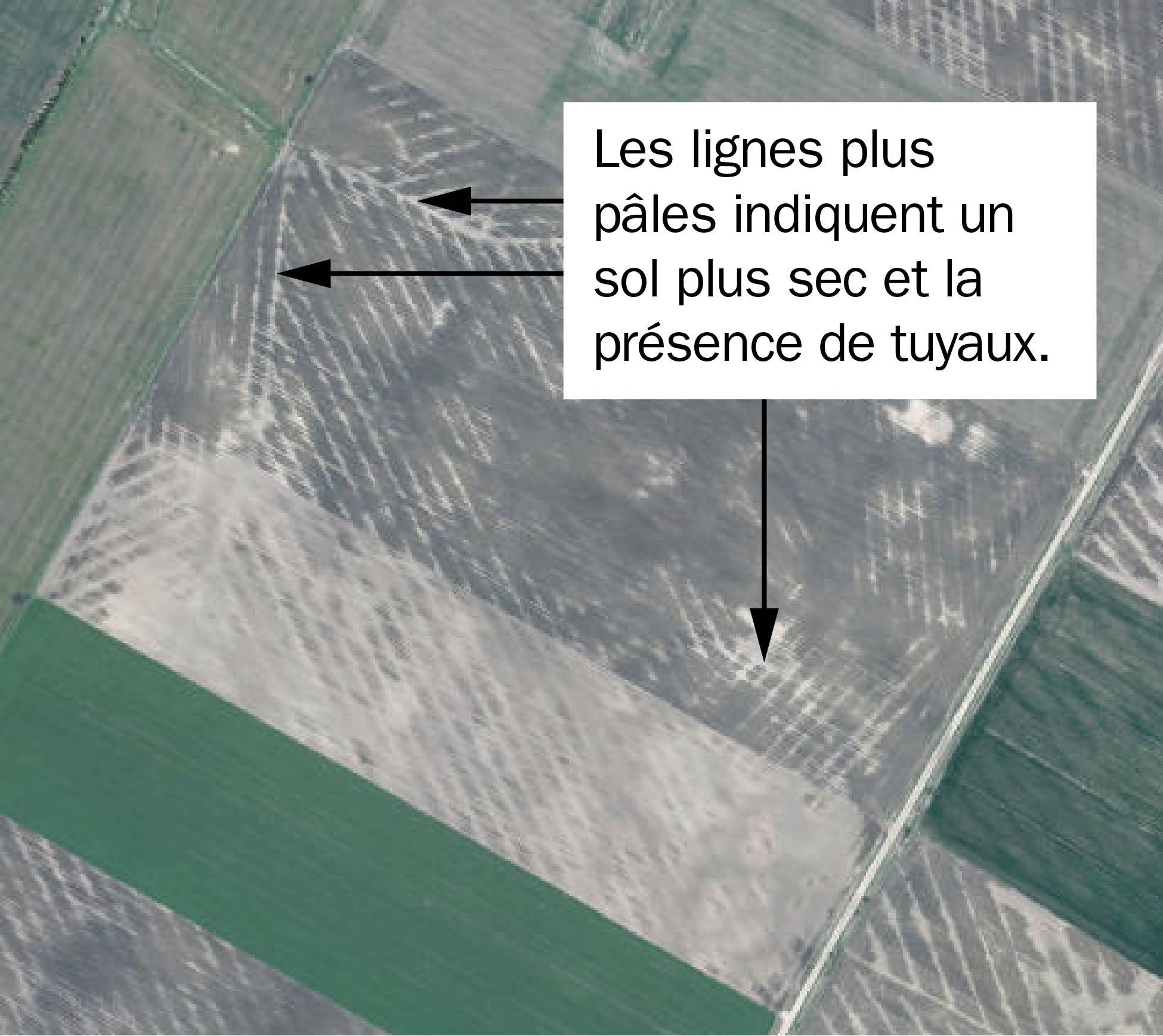 une vue aérienne de plusieurs champs agricoles au printemps avec des lignes pâles qui indiquent où les tuyaux de drainage ont été installés au cours d’une année précédente