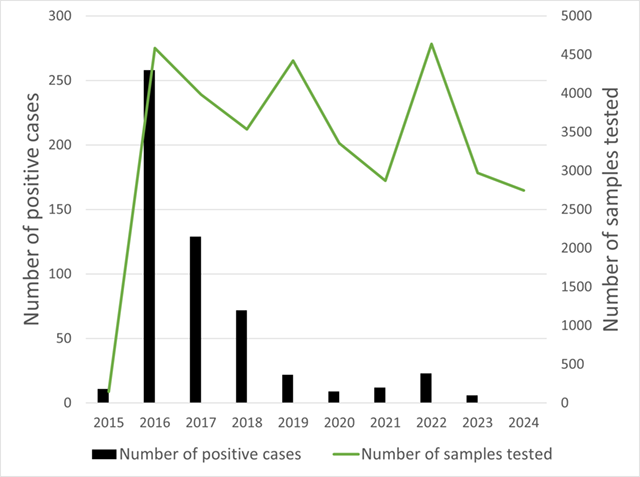 Graph of annual number of raccoon and fox strain rabies cases detected and number of animals tested by the ministry in Ontario from 2015-2024. The trend shows a 100% decline in cases since 2016 (black), despite similar numbers of animals tested annually (green).