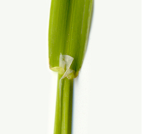 Tall fescue collar showing soft auricles and small ligules.