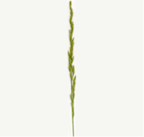 Tall fescue inflorescence showing flowers and a stem.