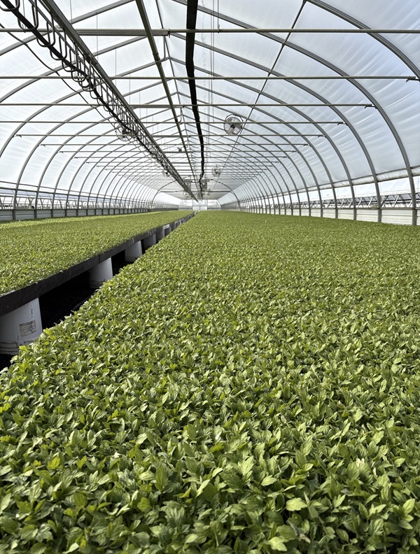 Rangées de plants de tomates dans une serre.