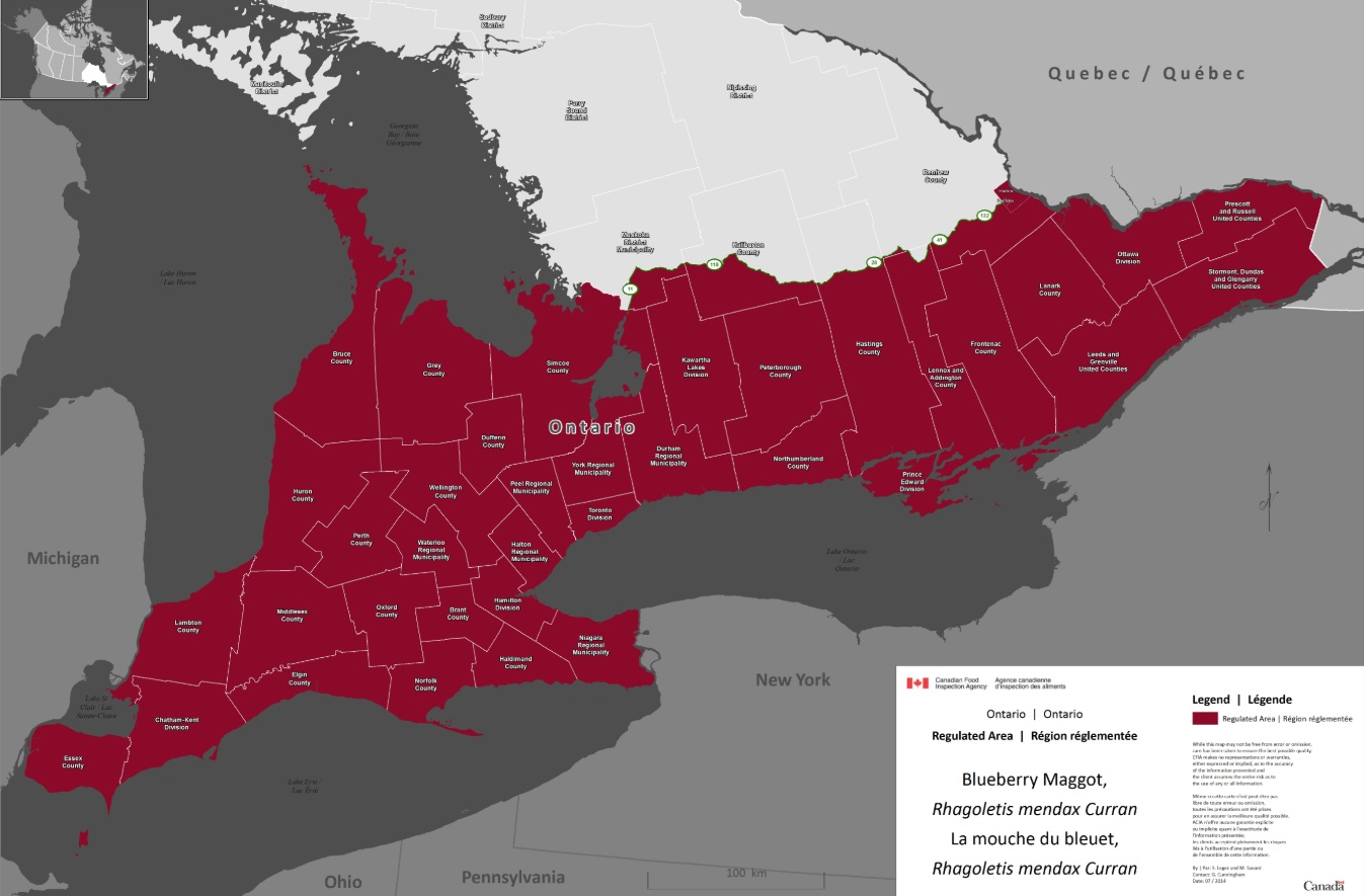 Une carte de l’Ontario sur laquelle les zones réglementées pour la mouche du bleuet sont en rouge.