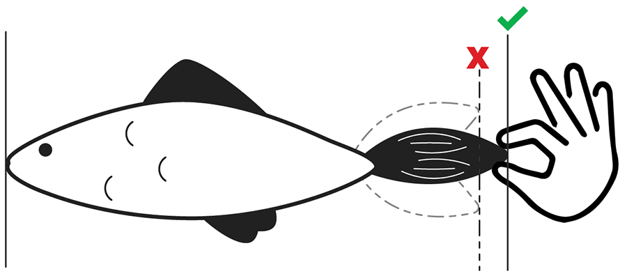 Illustration of a fish showing to properly measure a fish from the tip of the mouth with the jaws closed to the tip of the tail with an image of a hand pinching the tail fin.