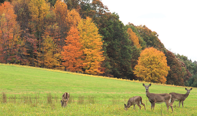 white-tailed deer in a field