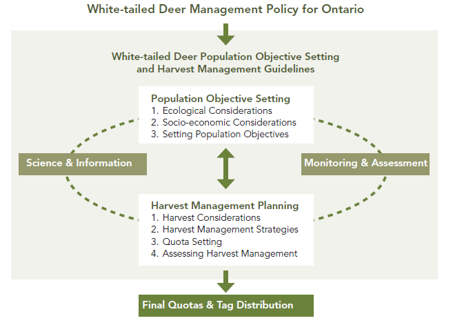 Figure 2: Ontario’s white-tailed deer quota response decision tree to support deer managers in determining the appropriate quota response (increase, status quo, decrease) to direct a deer population toward the population objective range or to maintain it within it. Figure explained above.